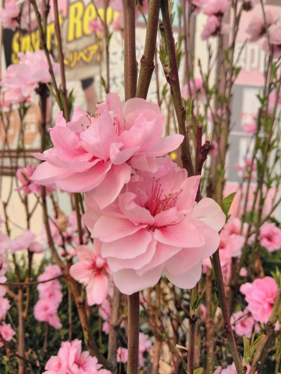 f:id:mikanococoro:20190329224713j:plain