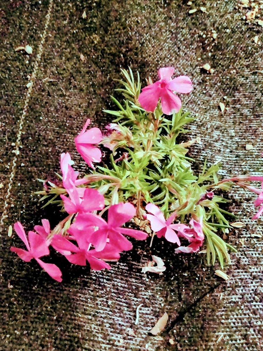 f:id:mikanococoro:20190410024151j:plain f:id:mikanococoro:20190410024151j:plain