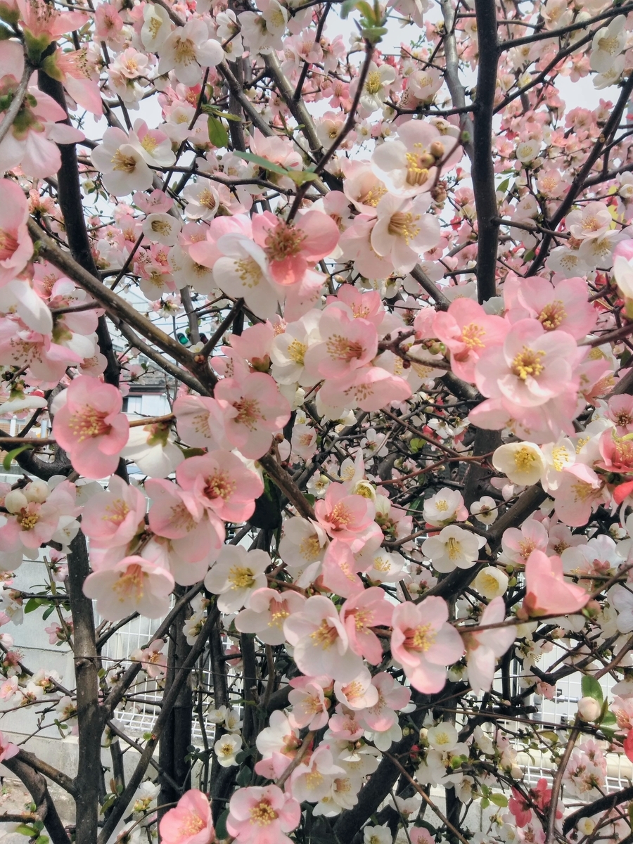 f:id:mikanococoro:20190415100304j:plain f:id:mikanococoro:20190415100304j:plain