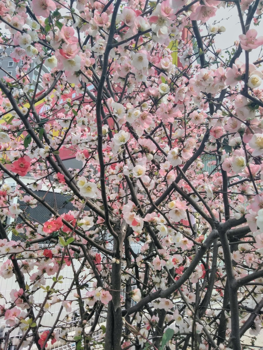 f:id:mikanococoro:20190415100354j:plain f:id:mikanococoro:20190415100354j:plain