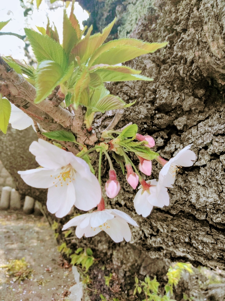 f:id:mikanococoro:20190419143441j:plain