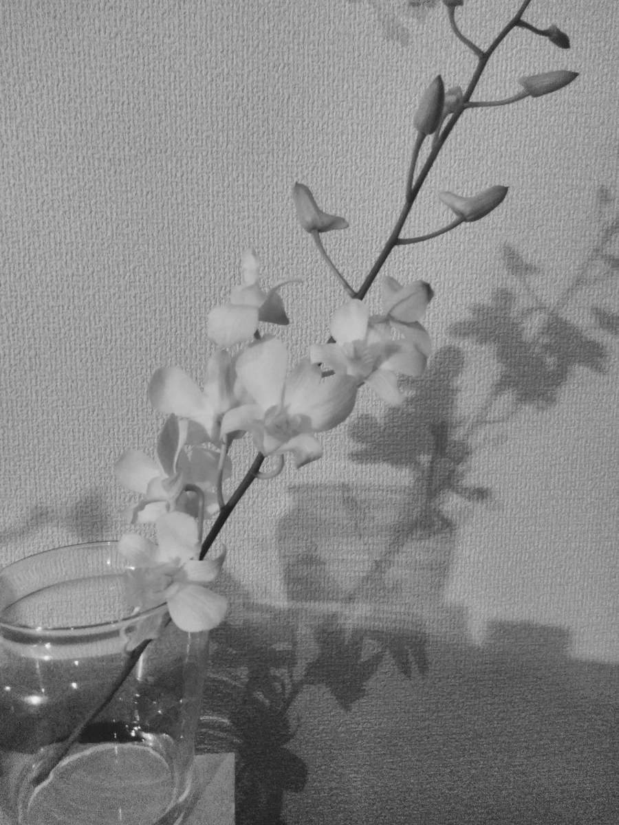 f:id:mikanococoro:20190503220957j:plain