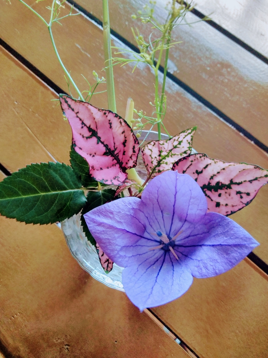 f:id:mikanococoro:20190615105647j:plain