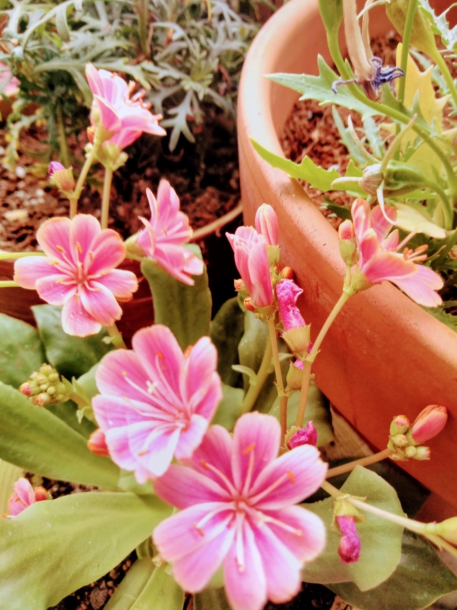 f:id:mikanococoro:20190615105708j:plain