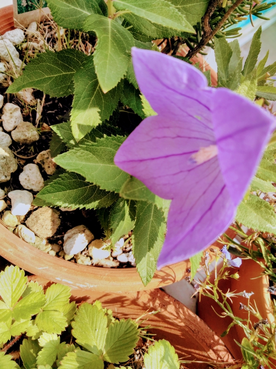 f:id:mikanococoro:20190619142226j:plain
