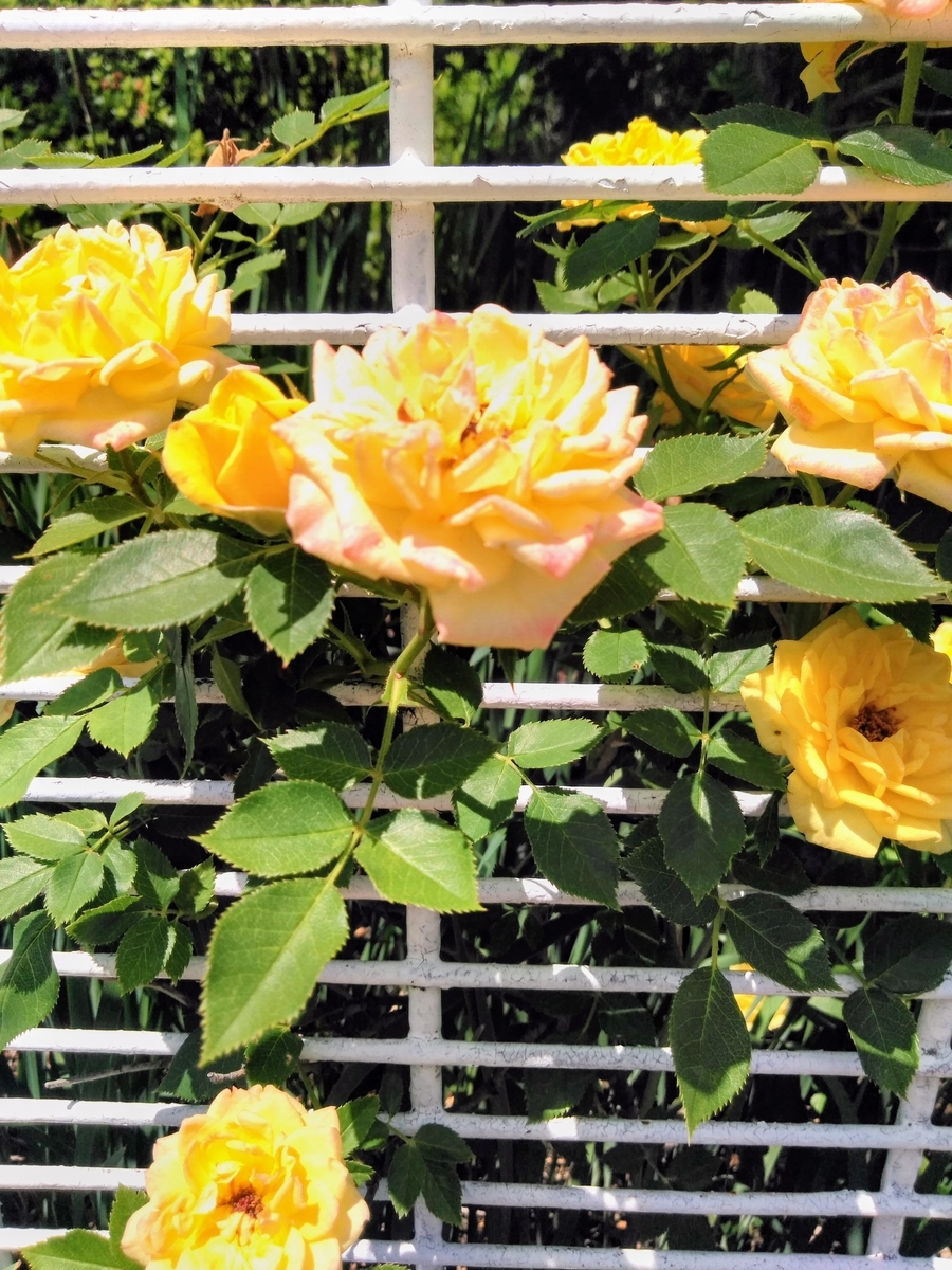 f:id:mikanococoro:20190624143338j:plain