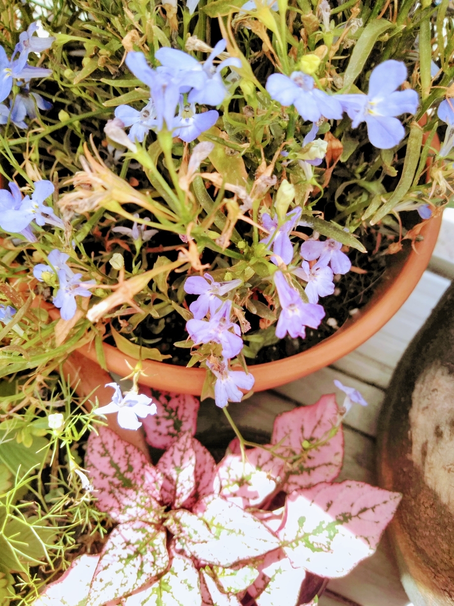 f:id:mikanococoro:20190628100522j:plain