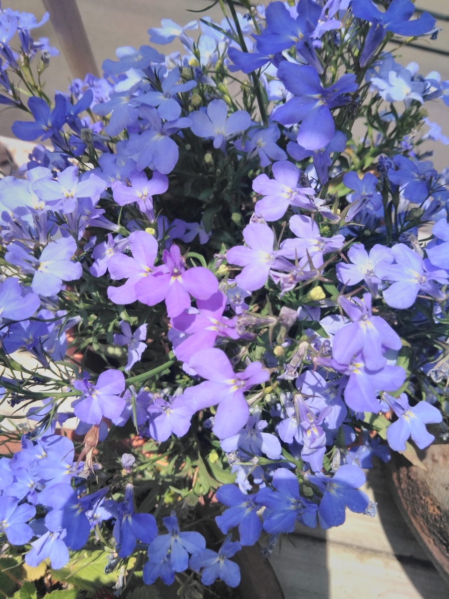 f:id:mikanococoro:20190708003011j:plain f:id:mikanococoro:20190708003011j:plain