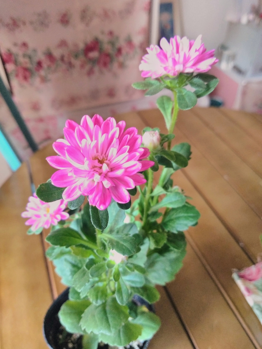 f:id:mikanococoro:20190708125929j:plain f:id:mikanococoro:20190708125929j:plain