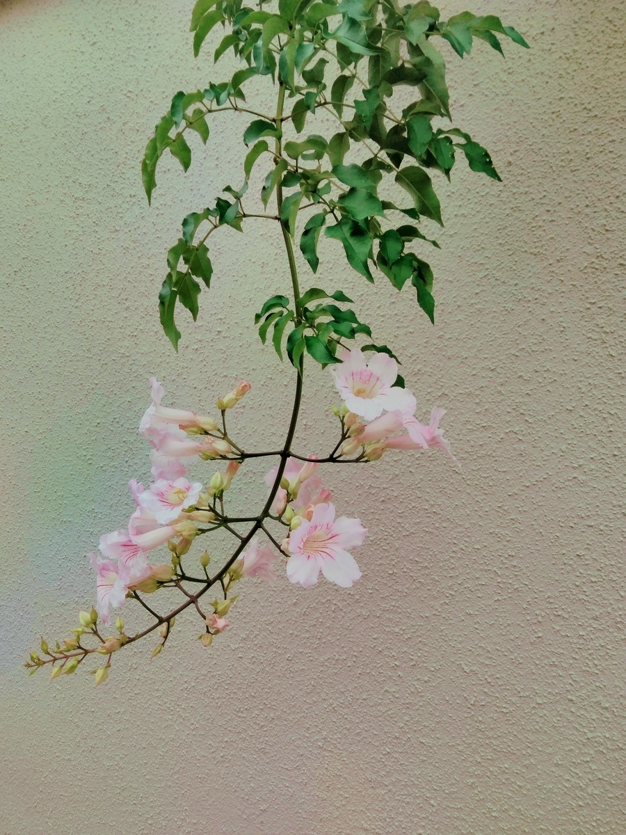 f:id:mikanococoro:20190722171945j:plain