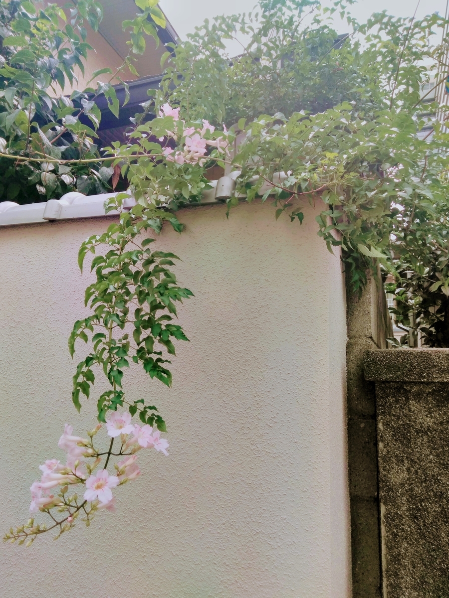 f:id:mikanococoro:20190722172013j:plain