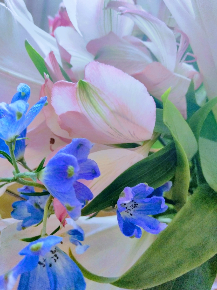f:id:mikanococoro:20190730110600j:plain