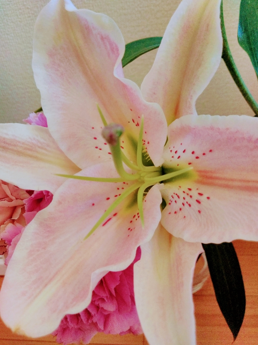 f:id:mikanococoro:20190815141419j:plain f:id:mikanococoro:20190815141419j:plain