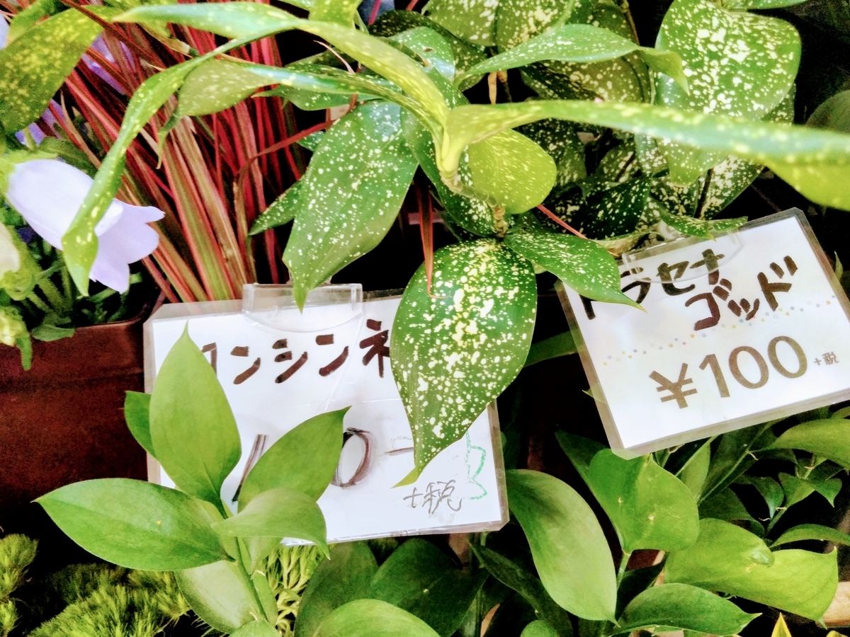f:id:mikanococoro:20190816223223j:plain f:id:mikanococoro:20190816223223j:plain