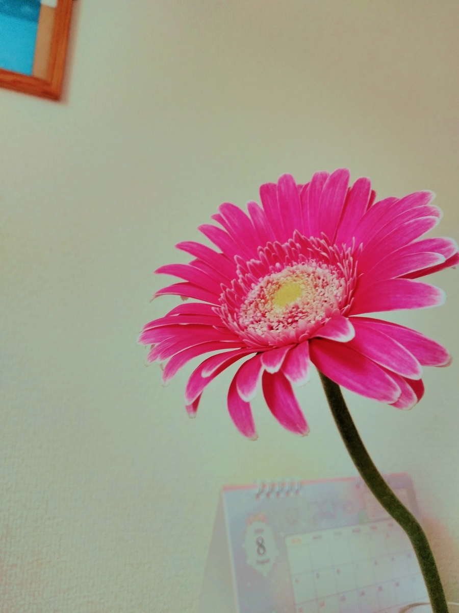 f:id:mikanococoro:20190826000841j:plain f:id:mikanococoro:20190826000841j:plain