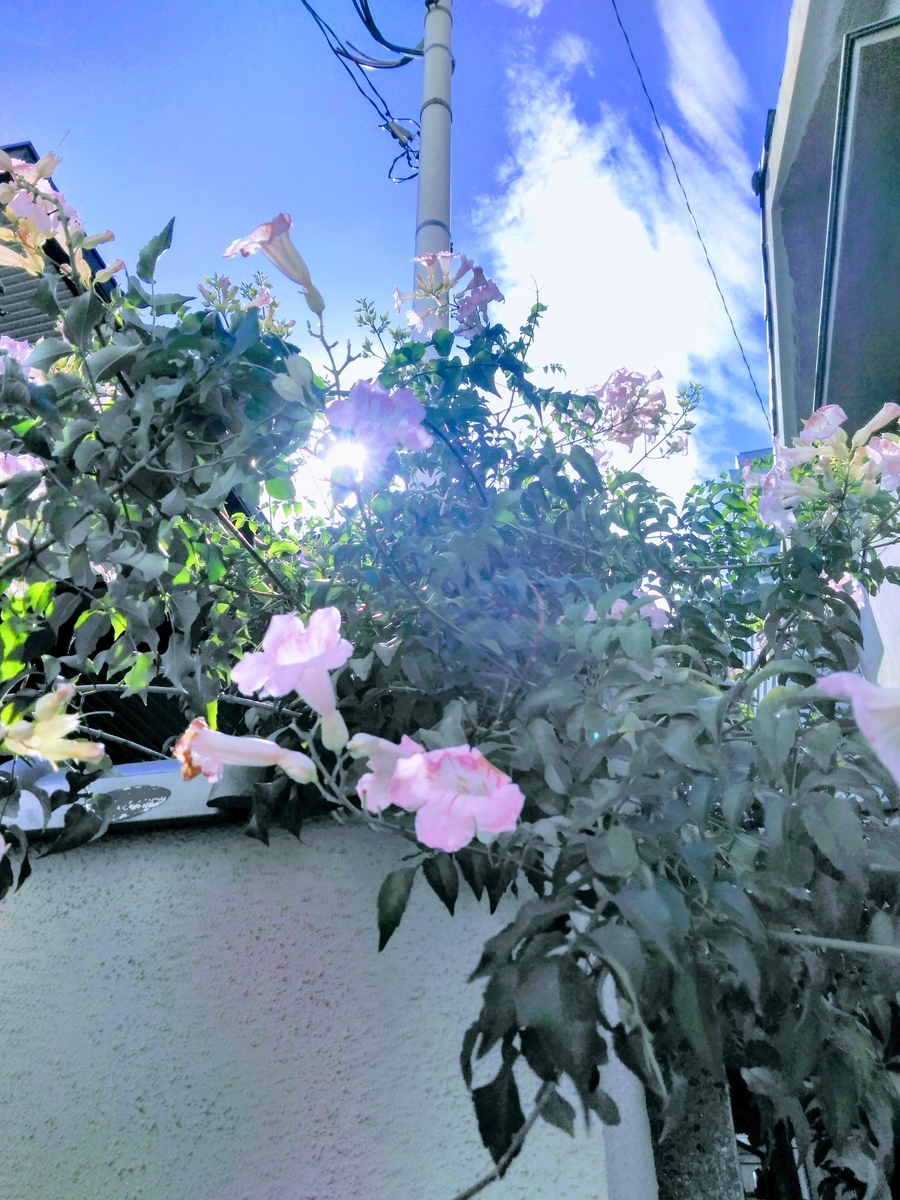 f:id:mikanococoro:20190913000525j:plain
