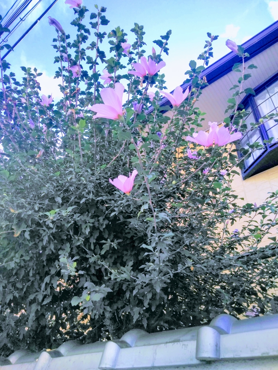 f:id:mikanococoro:20190913000546j:plain