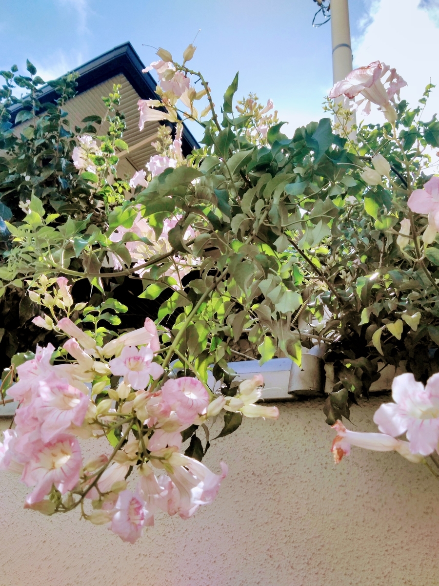 f:id:mikanococoro:20190913000609j:plain