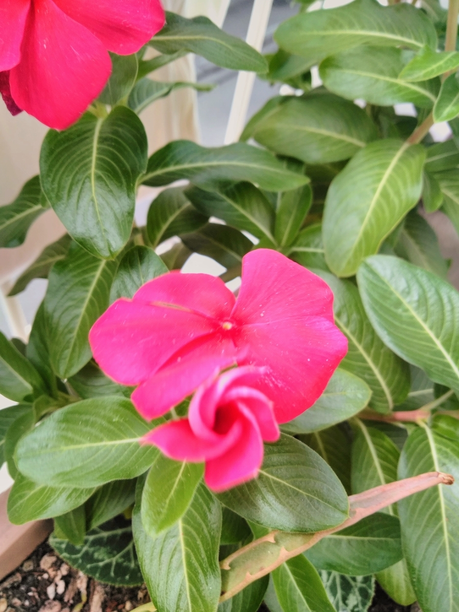 f:id:mikanococoro:20191003105043j:plain f:id:mikanococoro:20191003105043j:plain