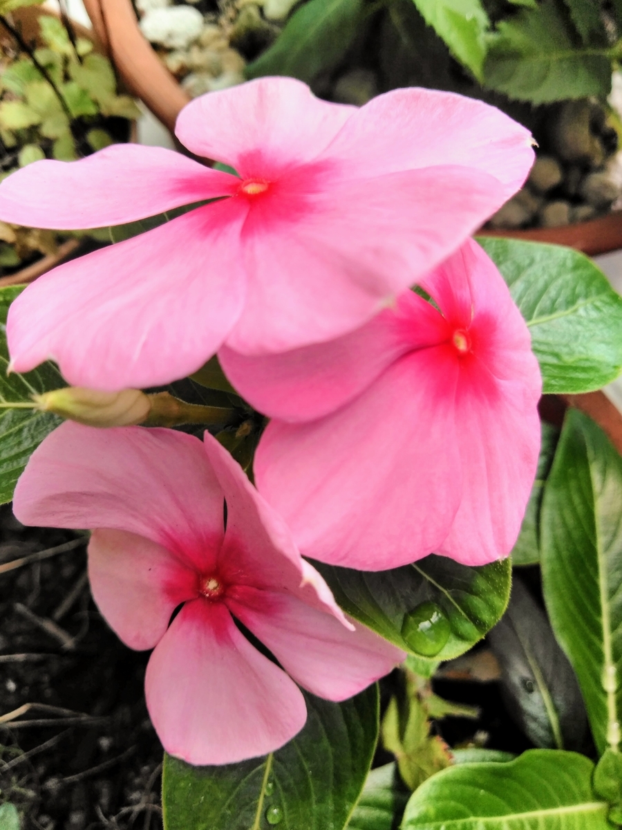 f:id:mikanococoro:20191003105106j:plain f:id:mikanococoro:20191003105106j:plain