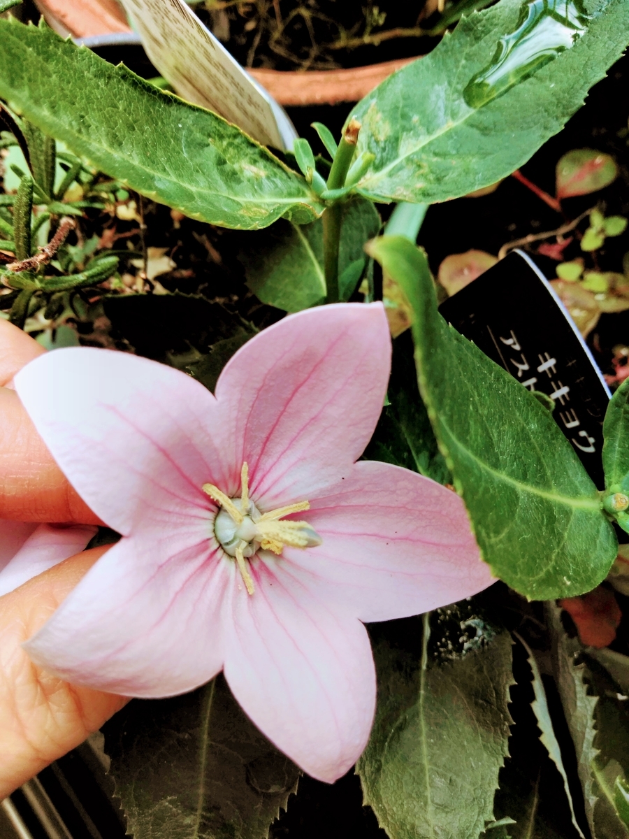 f:id:mikanococoro:20191003123547j:plain f:id:mikanococoro:20191003123547j:plain