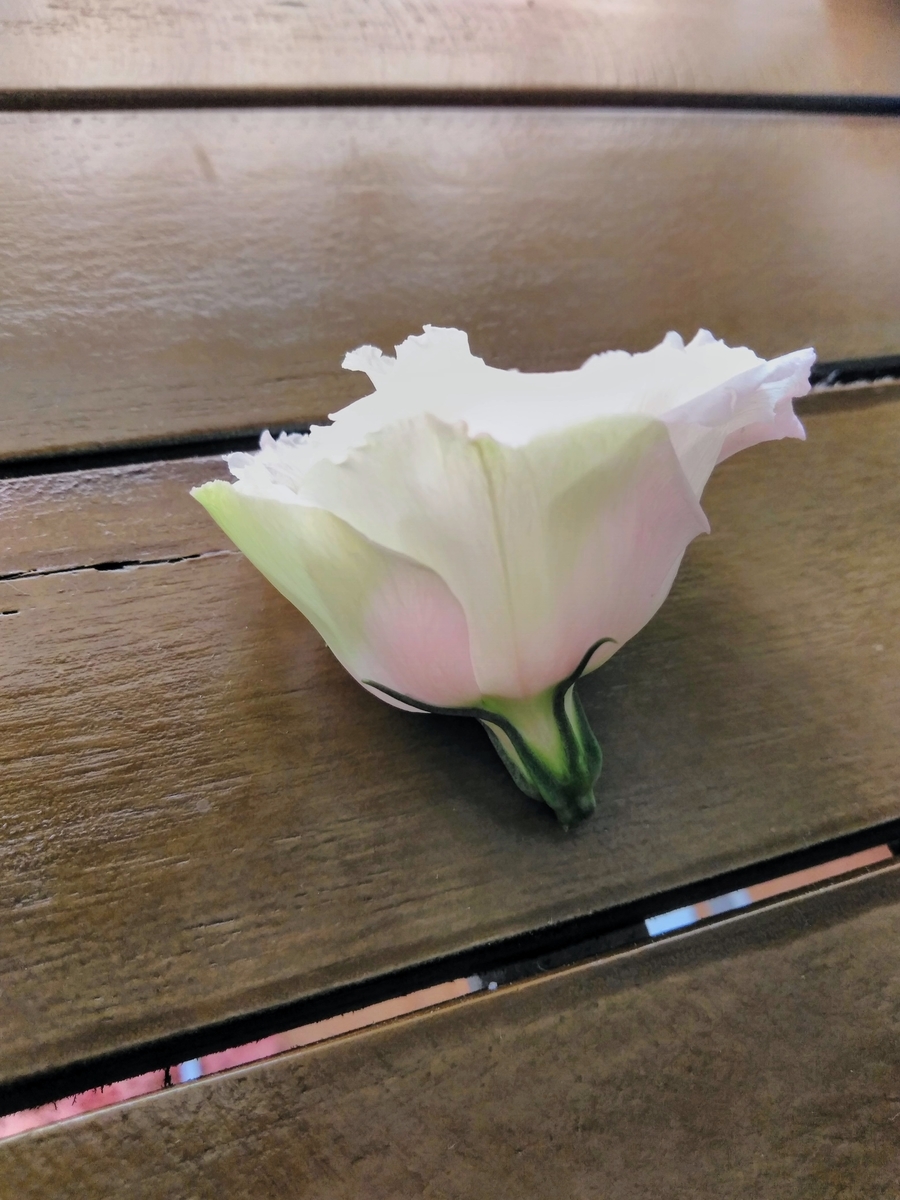 f:id:mikanococoro:20191022165915j:plain f:id:mikanococoro:20191022165915j:plain