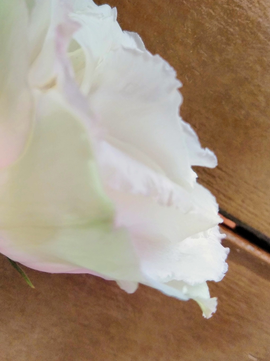 f:id:mikanococoro:20191022170101j:plain f:id:mikanococoro:20191022170101j:plain