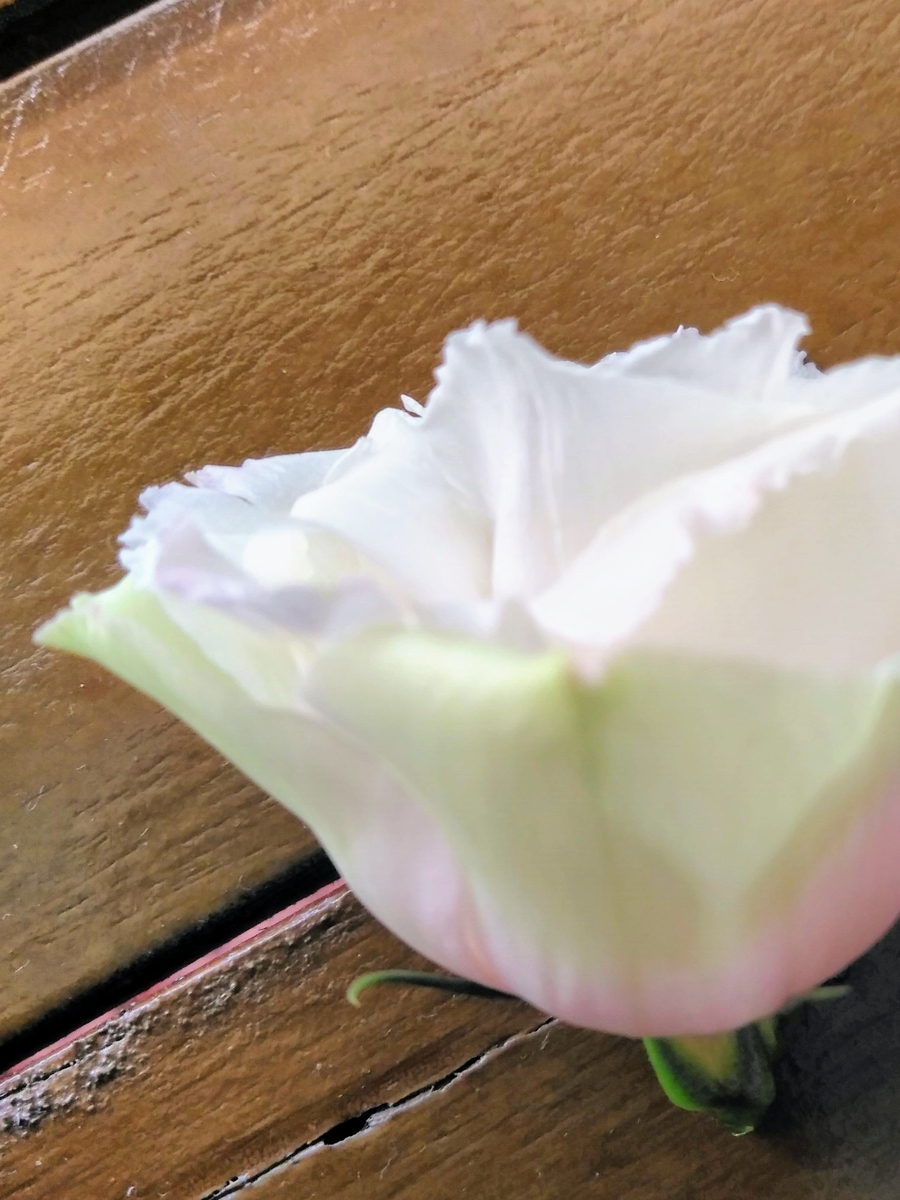 f:id:mikanococoro:20191022170143j:plain f:id:mikanococoro:20191022170143j:plain