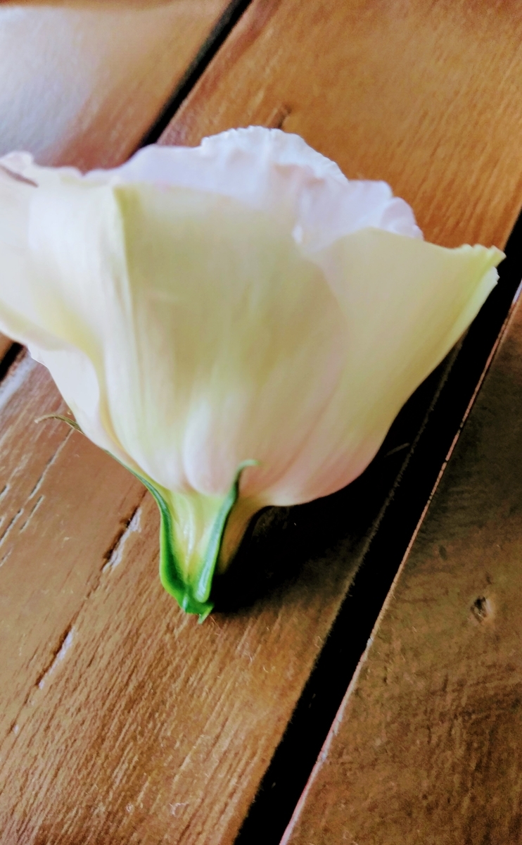 f:id:mikanococoro:20191022170920j:plain f:id:mikanococoro:20191022170920j:plain