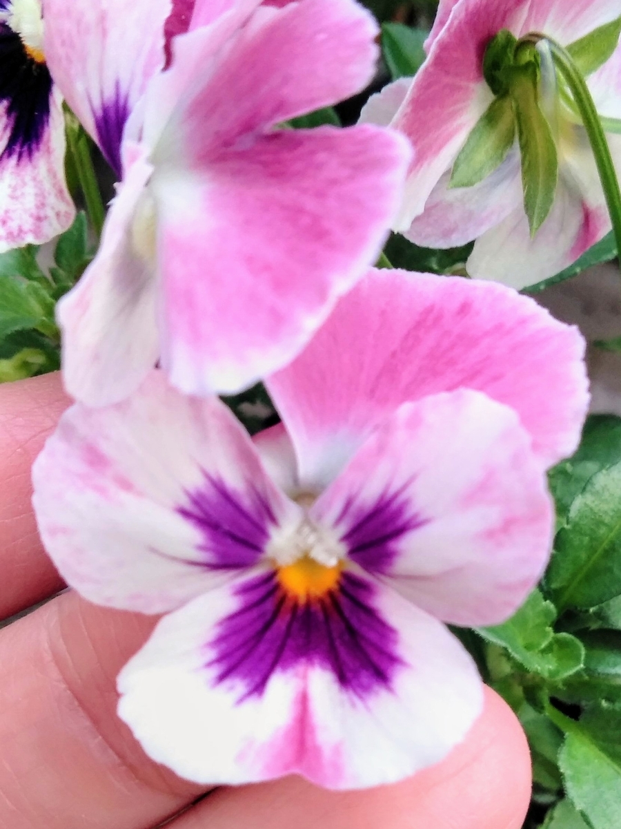f:id:mikanococoro:20191024204226j:plain f:id:mikanococoro:20191024204226j:plain