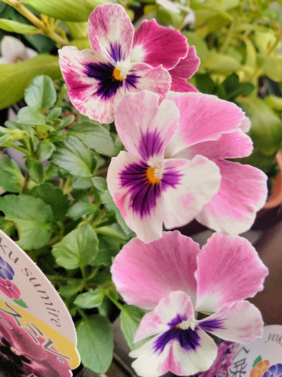f:id:mikanococoro:20191024204246j:plain f:id:mikanococoro:20191024204246j:plain