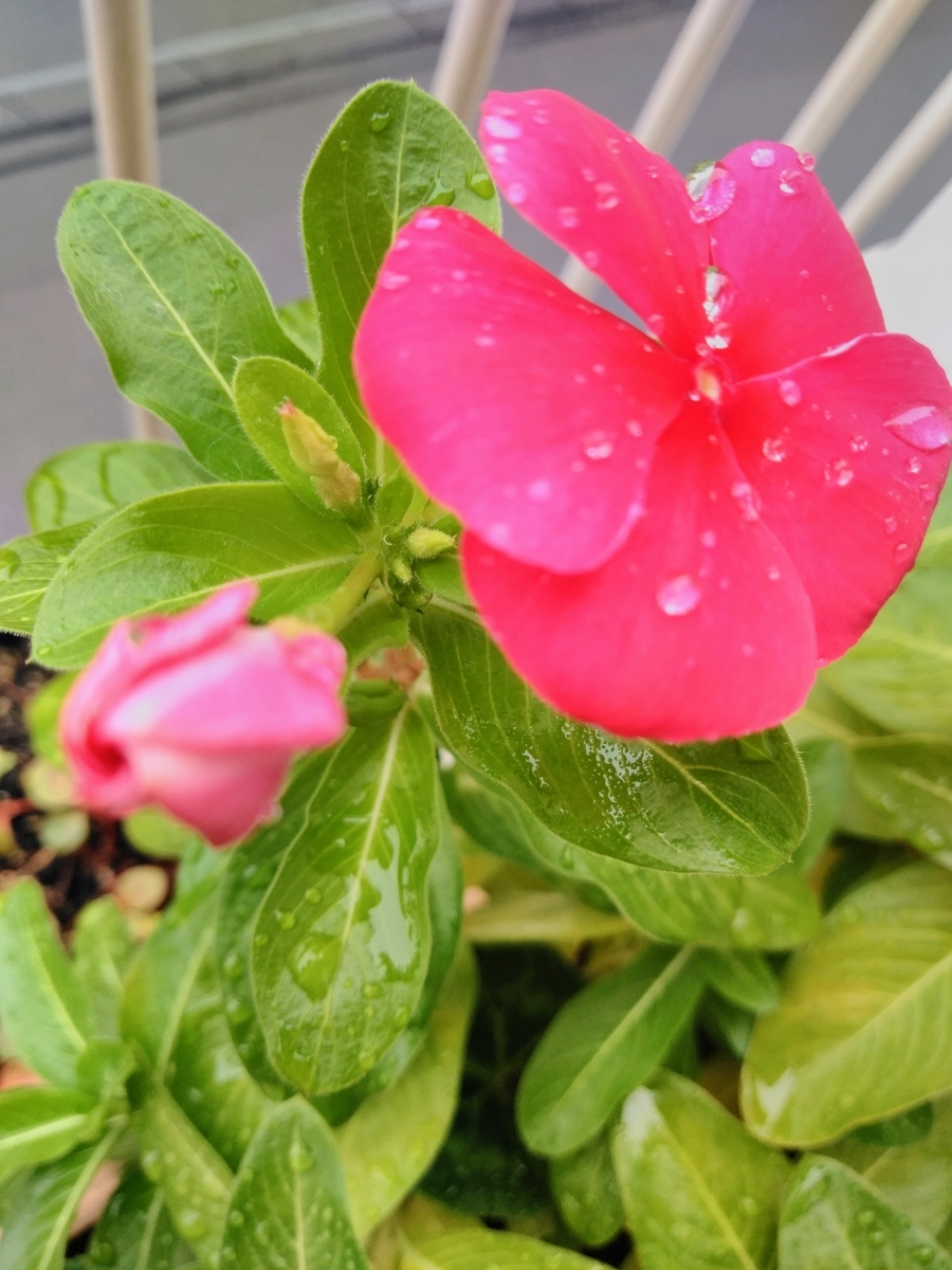 f:id:mikanococoro:20191029121110j:plain