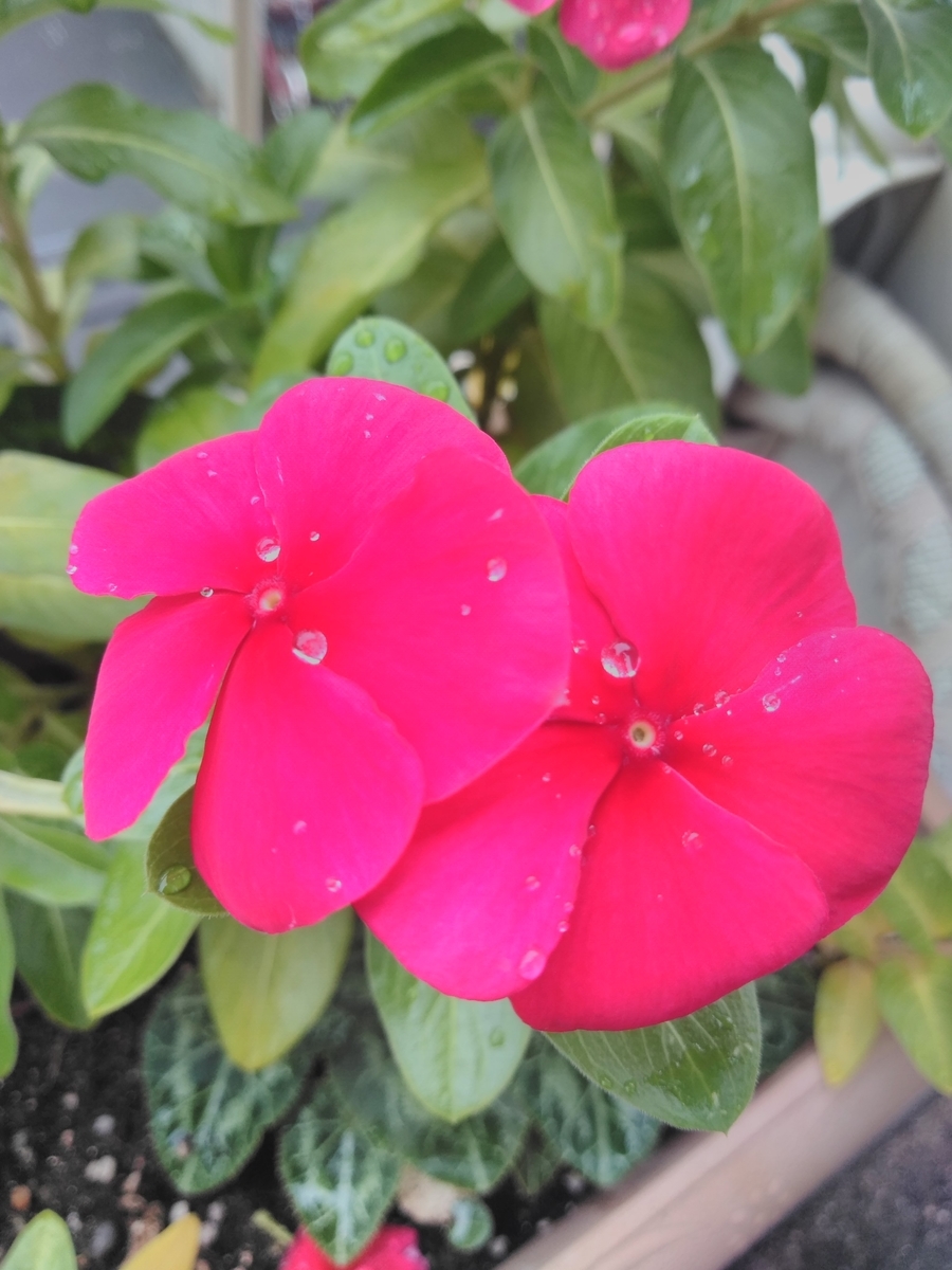 f:id:mikanococoro:20191029121127j:plain