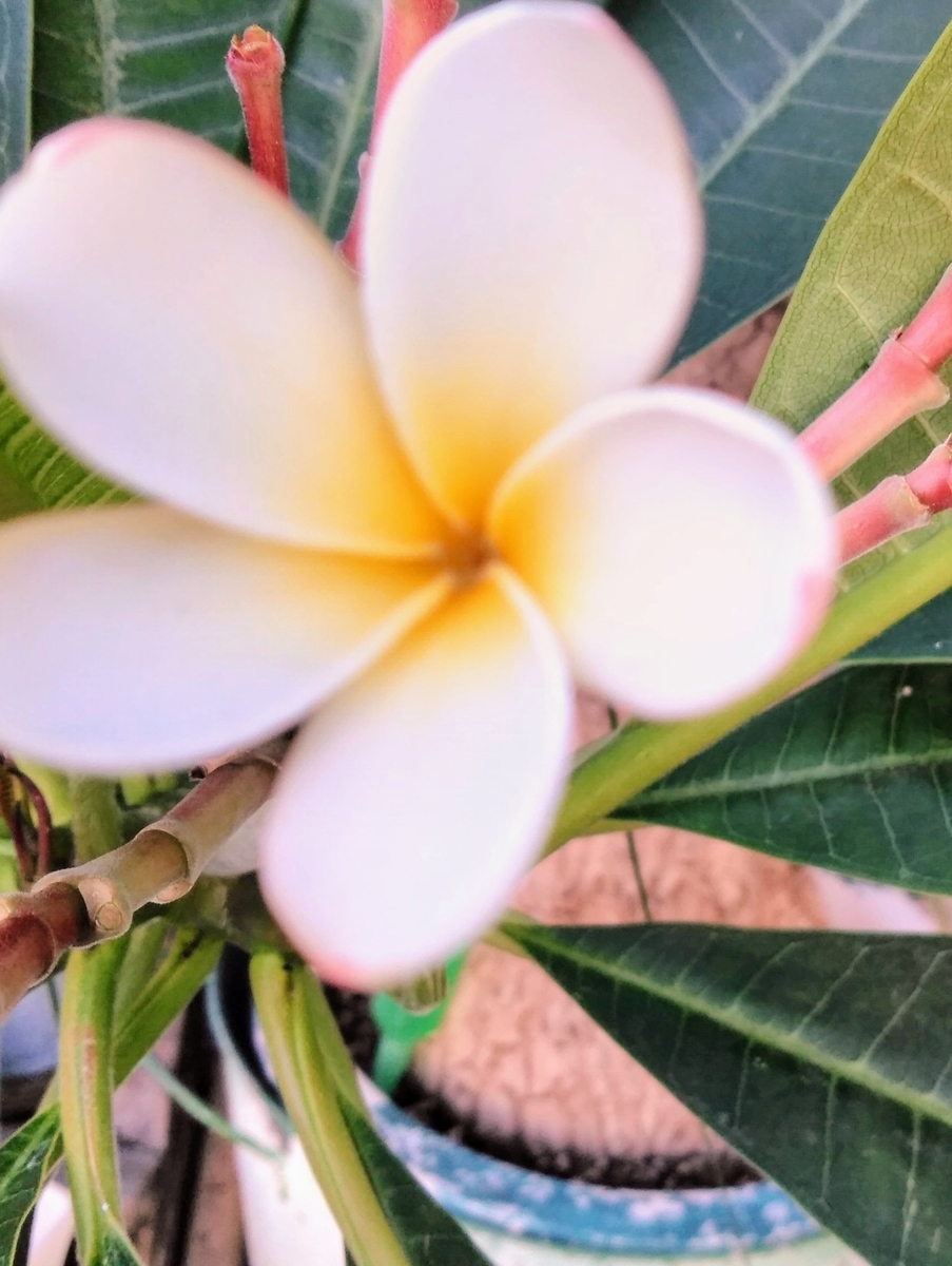 f:id:mikanococoro:20191102230139j:plain f:id:mikanococoro:20191102230139j:plain