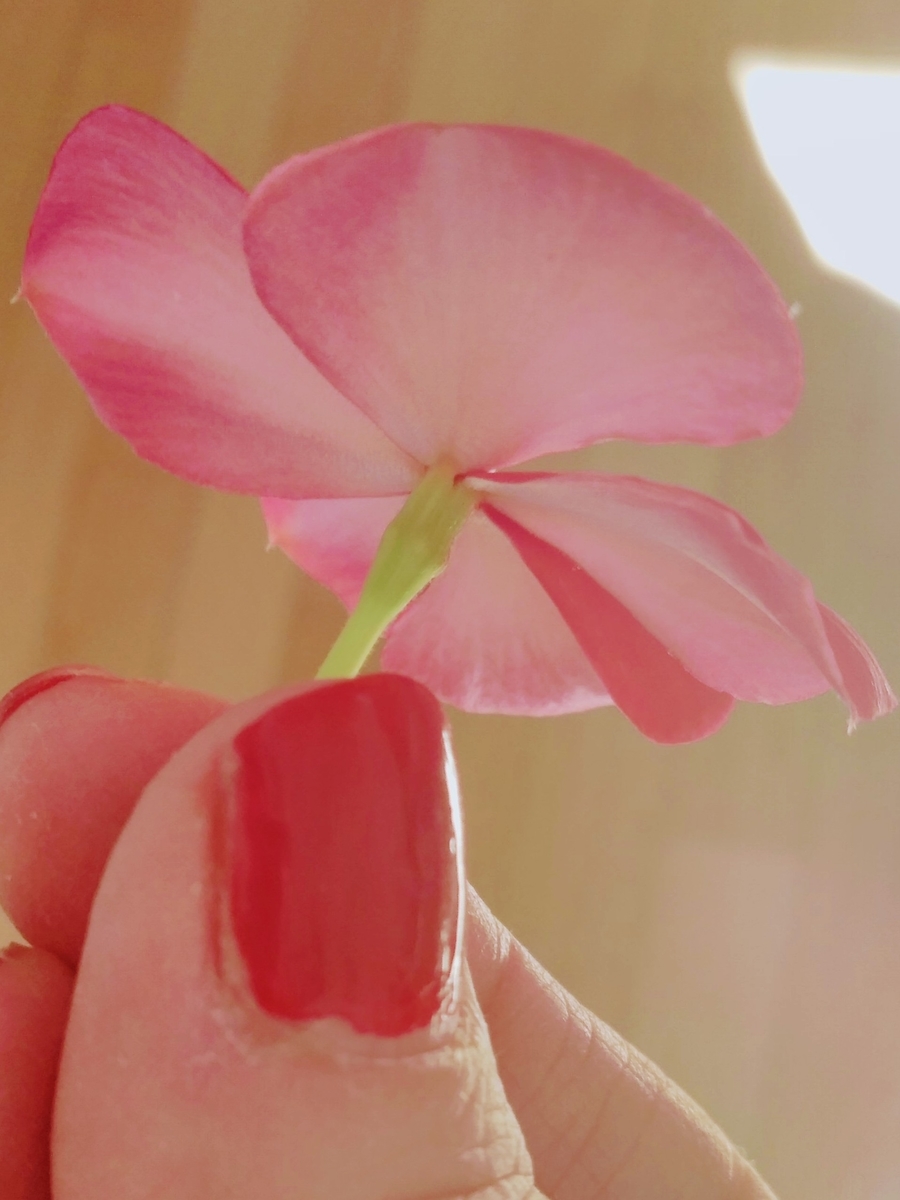 f:id:mikanococoro:20191116225124j:plain f:id:mikanococoro:20191116225124j:plain