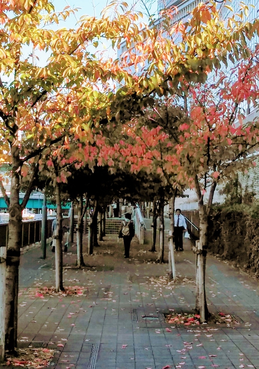 f:id:mikanococoro:20191118124952j:plain