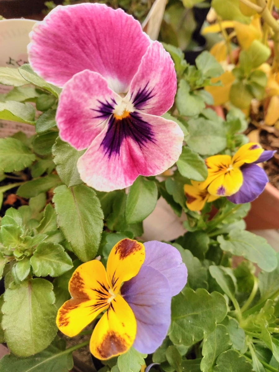f:id:mikanococoro:20191126220310j:plain f:id:mikanococoro:20191126220310j:plain