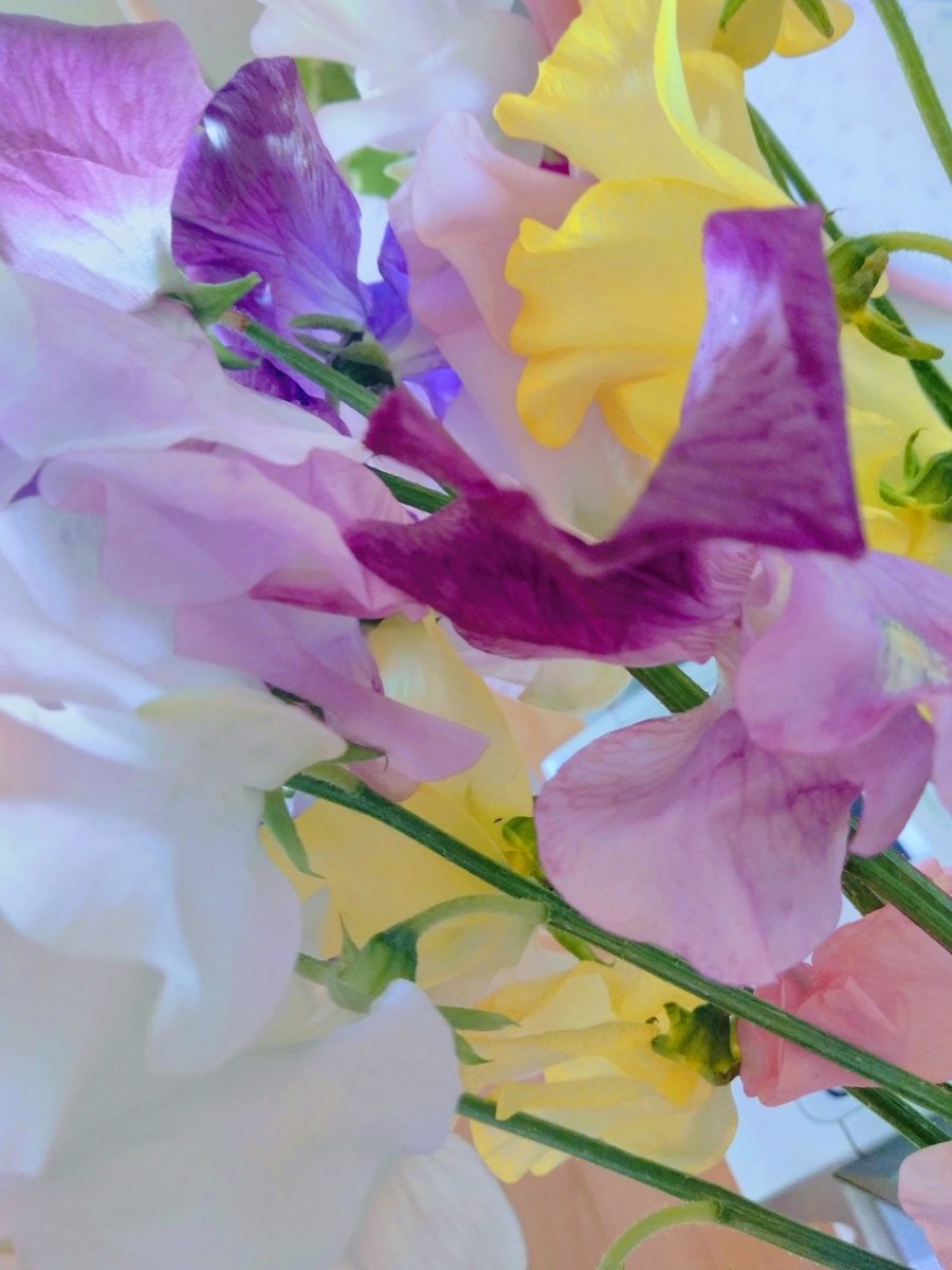 f:id:mikanococoro:20191129102146j:plain