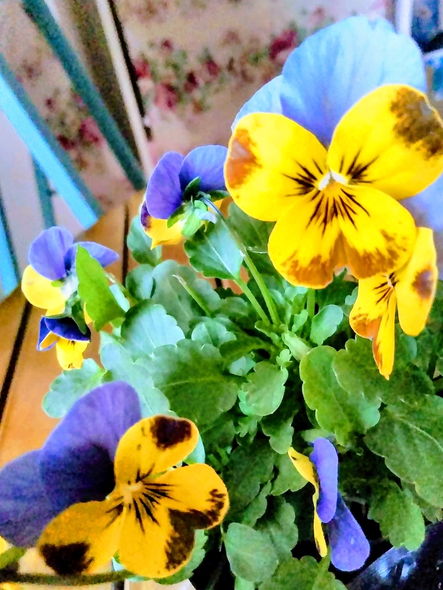 f:id:mikanococoro:20191129103539j:plain