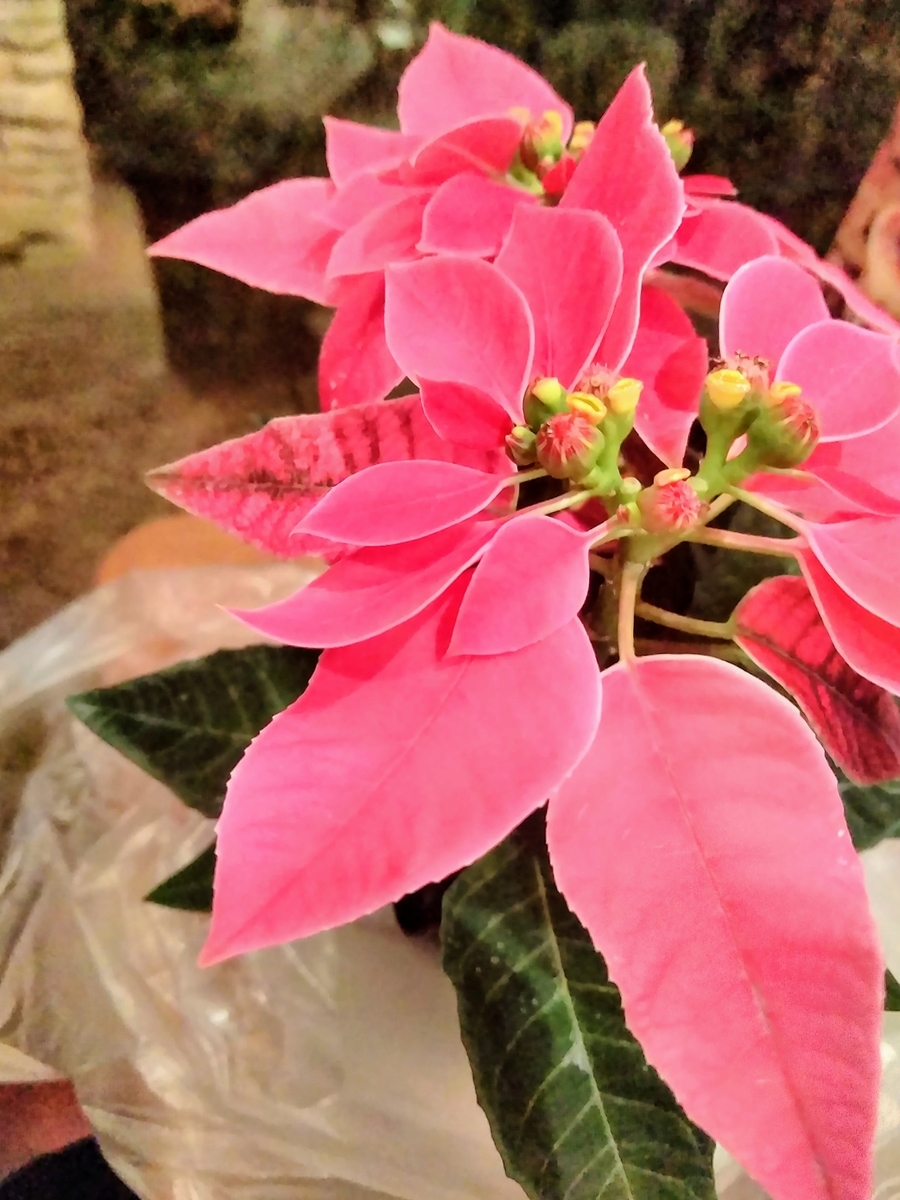 f:id:mikanococoro:20191129221044j:plain f:id:mikanococoro:20191129221044j:plain