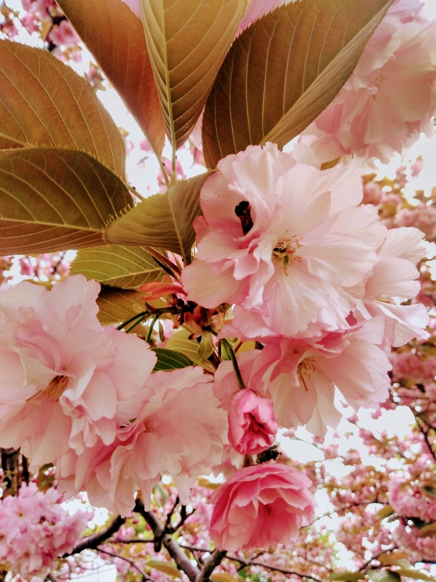 f:id:mikanococoro:20200417221443j:plain f:id:mikanococoro:20200417221443j:plain