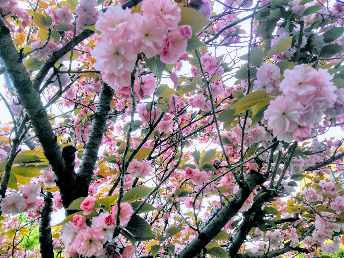 f:id:mikanococoro:20200417221510j:plain f:id:mikanococoro:20200417221510j:plain