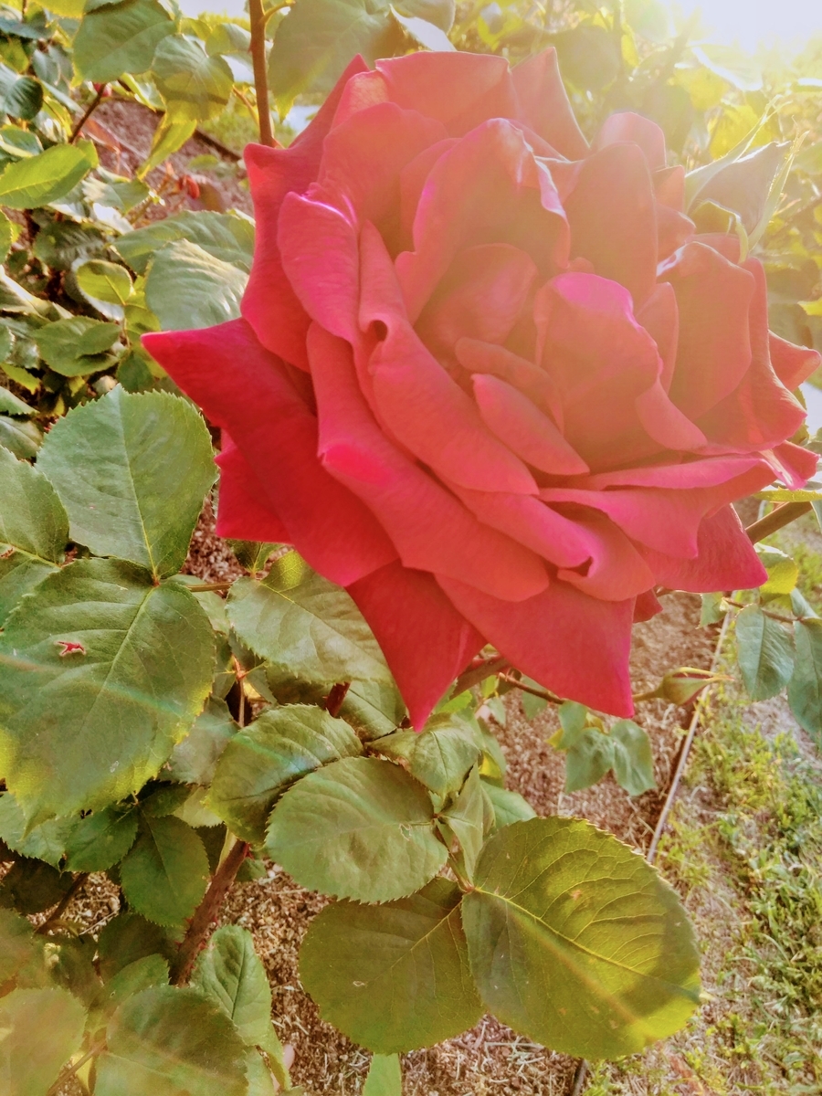 f:id:mikanococoro:20200501224039j:plain