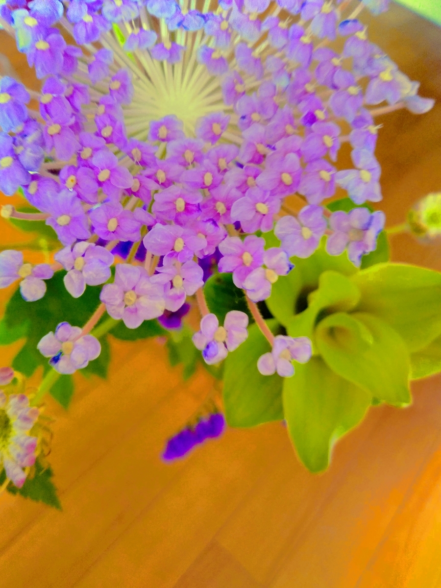 f:id:mikanococoro:20200520114228j:plain