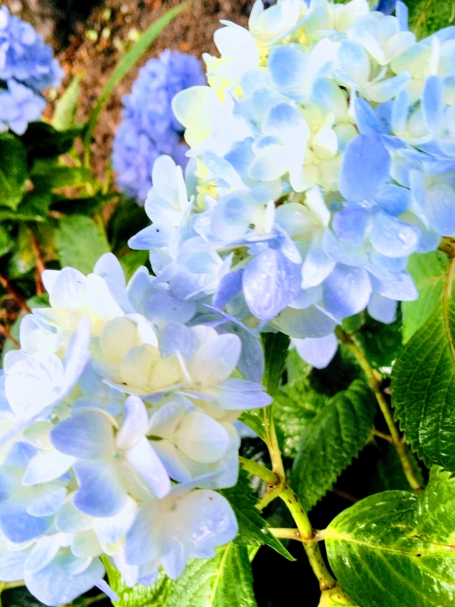 f:id:mikanococoro:20200610221808j:plain f:id:mikanococoro:20200610221808j:plain