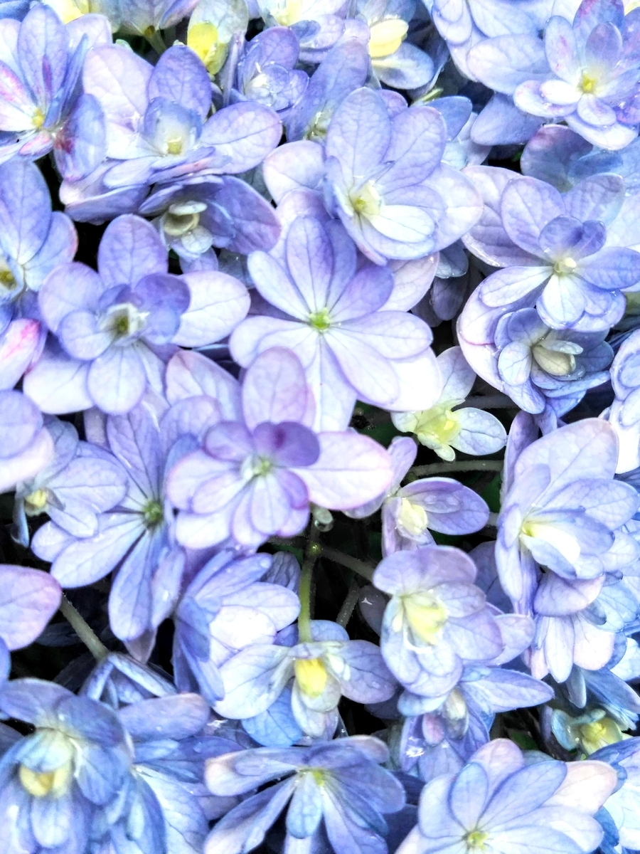 f:id:mikanococoro:20200610221826j:plain f:id:mikanococoro:20200610221826j:plain