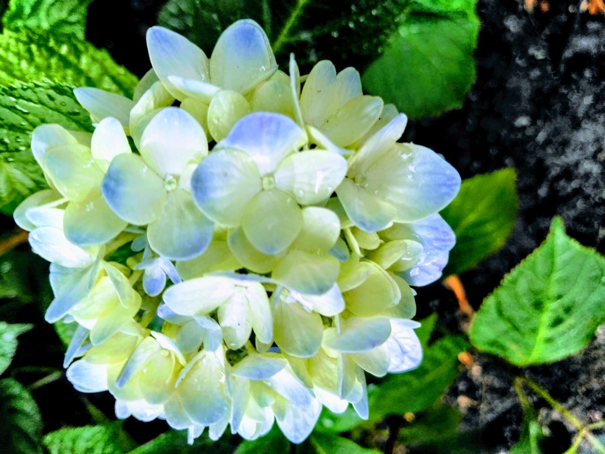 f:id:mikanococoro:20200610221921j:plain f:id:mikanococoro:20200610221921j:plain