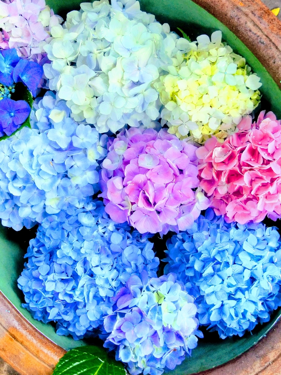 f:id:mikanococoro:20200610222004j:plain f:id:mikanococoro:20200610222004j:plain