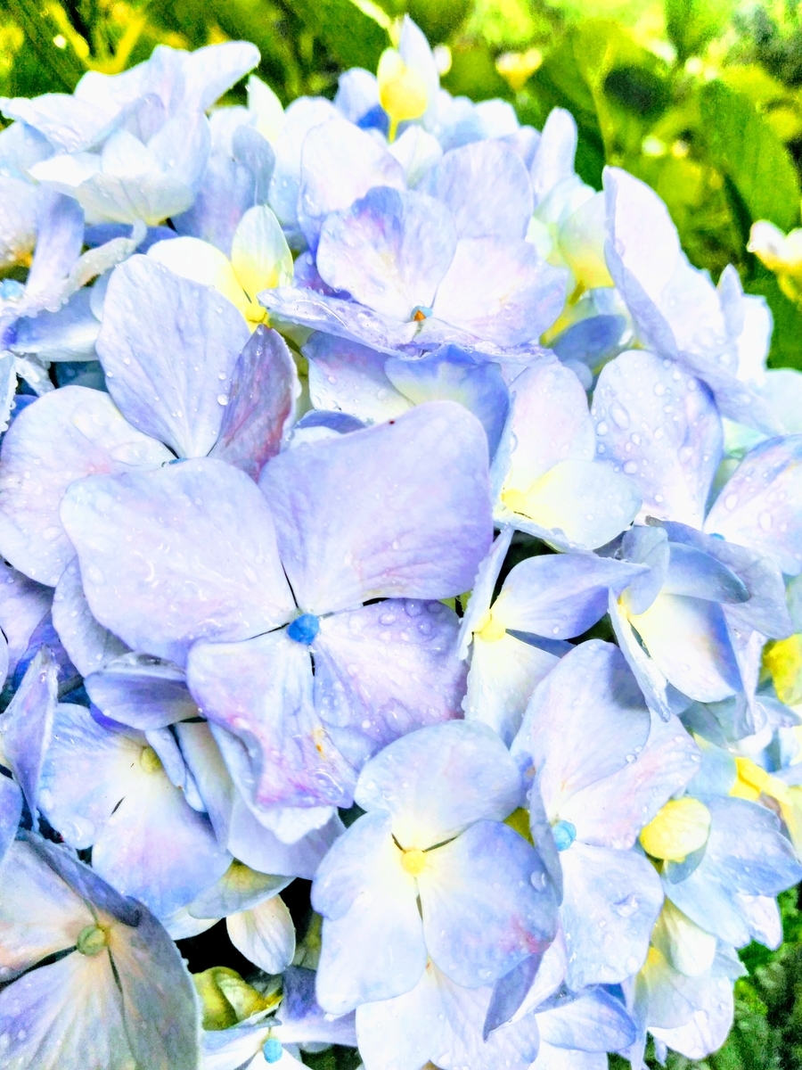 f:id:mikanococoro:20200612105210j:plain f:id:mikanococoro:20200612105210j:plain