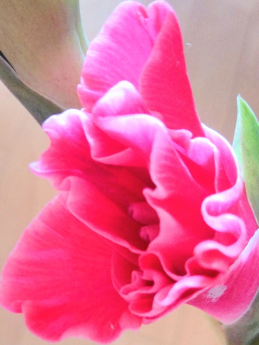 f:id:mikanococoro:20200817205545j:plain f:id:mikanococoro:20200817205545j:plain